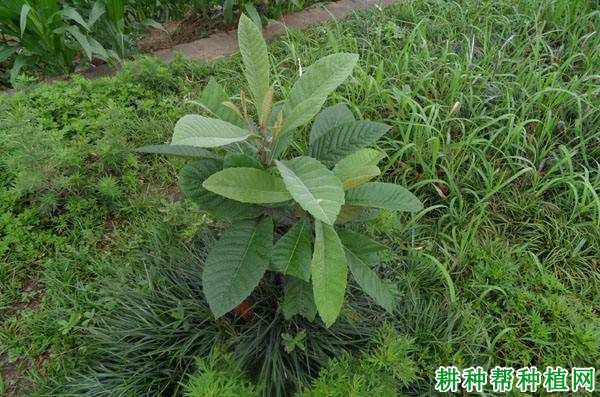 枇杷园内种草有什么好处,可以种哪些草? 枇杷园内种草有什么好处,可以种哪些草?