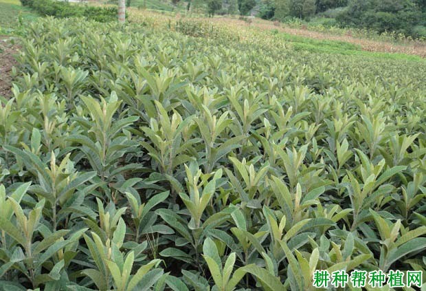 枇杷实生苗如何培育,需要注意什么? 枇杷实生苗如何培育,需要注意什么?