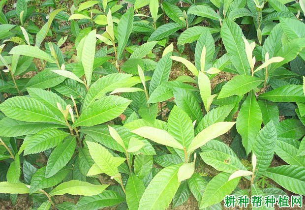枇杷实生苗如何培育,需要注意什么? 枇杷实生苗如何培育,需要注意什么?