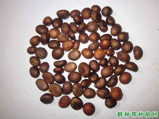 枇杷实生苗如何培育,需要注意什么? 枇杷实生苗如何培育,需要注意什么?