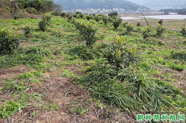 给枇杷树盘盖草或地膜有什么好处? 给枇杷树盘盖草或地膜有什么好处?