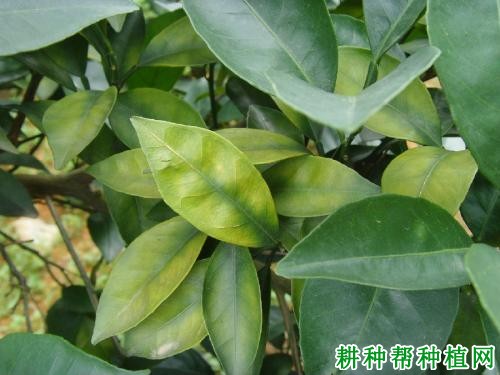 柚子树缺镁有什么症状,如何补救? 柚子树缺镁有什么症状,如何补救?