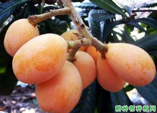 枇杷品种类型如何区分,各有什么特点? 枇杷品种类型如何区分,各有什么特点?