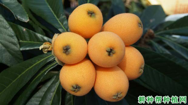 枇杷品种类型如何区分,各有什么特点? 枇杷品种类型如何区分,各有什么特点?