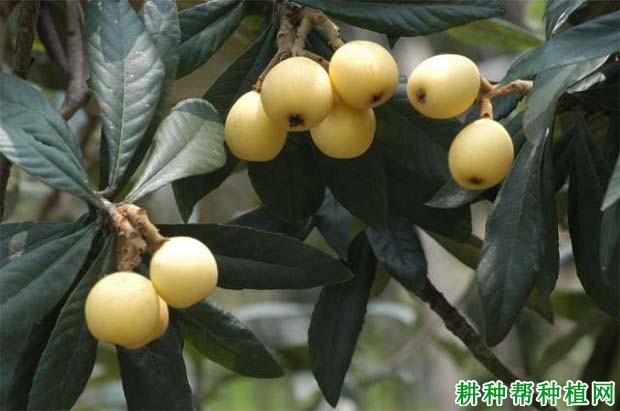 枇杷品种类型如何区分,各有什么特点? 枇杷品种类型如何区分,各有什么特点?