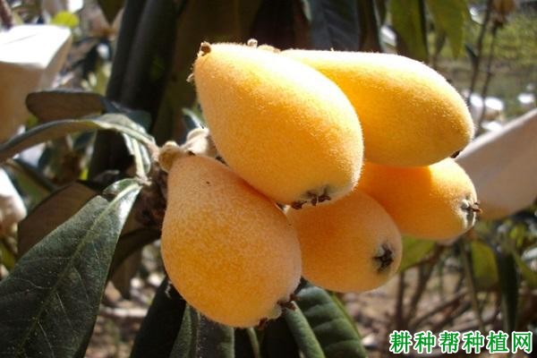 枇杷品种类型如何区分,各有什么特点? 枇杷品种类型如何区分,各有什么特点?