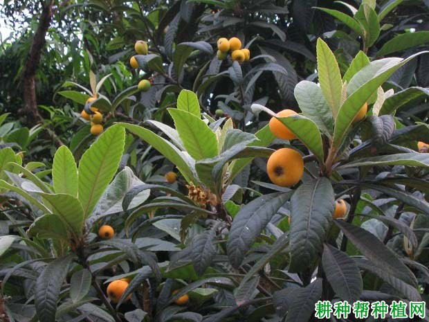 种植枇杷为什么要深翻园土? 种植枇杷为什么要深翻园土?
