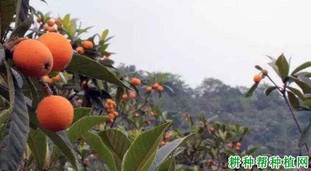 我国枇杷的主要产地是哪里? 我国枇杷的主要产地是哪里?