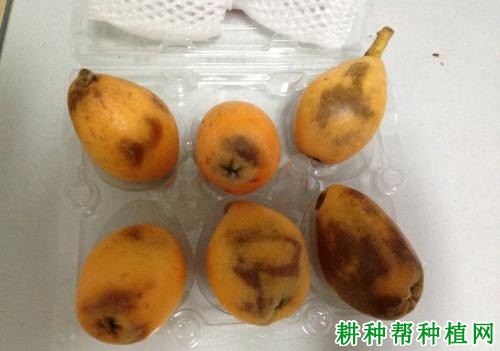 枇杷脐黑病如何防治? 枇杷脐黑病如何防治?