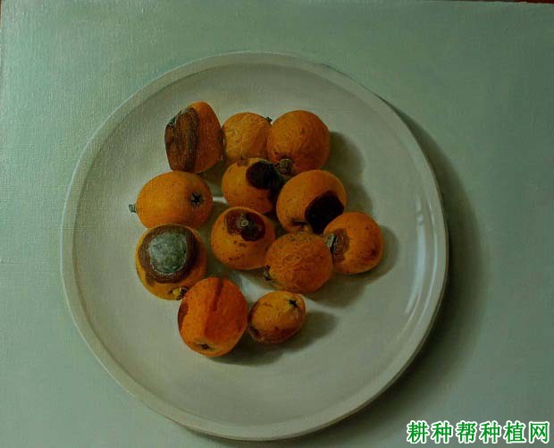 枇杷脐黑病如何防治? 枇杷脐黑病如何防治?