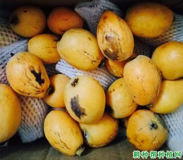 枇杷脐黑病如何防治? 枇杷脐黑病如何防治?