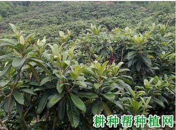 枇杷园为什么要间伐,枇杷村如何间伐? 枇杷园为什么要间伐,枇杷村如何间伐?