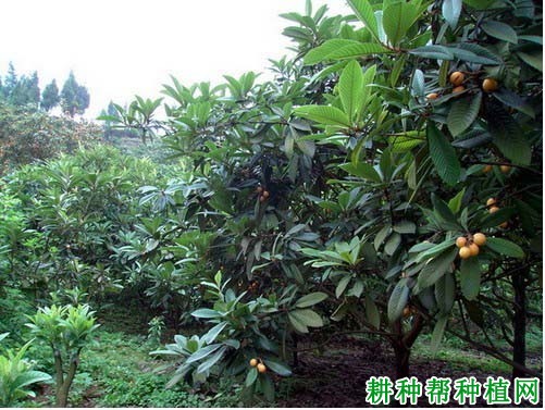 枇杷园为什么要间伐,枇杷村如何间伐? 枇杷园为什么要间伐,枇杷村如何间伐?