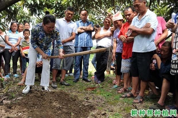 种植枇杷如何施基肥,枇杷基肥每株施多少肥料? 种植枇杷如何施基肥,枇杷基肥每株施多少肥料?
