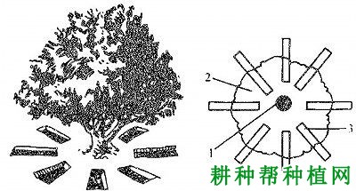 种植枇杷如何施基肥,枇杷基肥每株施多少肥料? 种植枇杷如何施基肥,枇杷基肥每株施多少肥料?