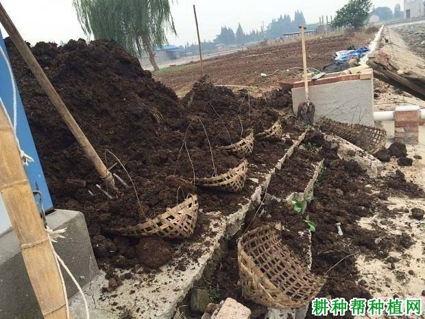 种植枇杷如何施基肥,枇杷基肥每株施多少肥料? 种植枇杷如何施基肥,枇杷基肥每株施多少肥料?