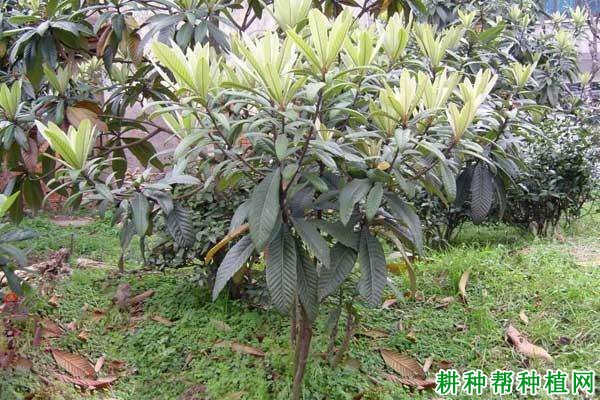 枇杷树如何抹芽,哪些枇杷树需要抹芽? 枇杷树如何抹芽,哪些枇杷树需要抹芽?