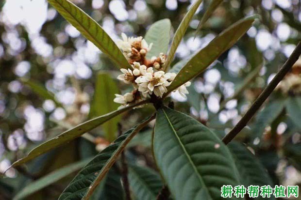 枇杷树结果母枝如何培养和更新? 枇杷树结果母枝如何培养和更新?