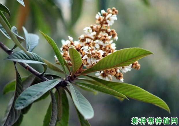 枇杷树结果母枝如何培养和更新? 枇杷树结果母枝如何培养和更新?