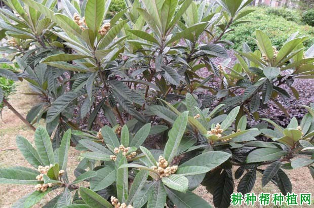 枇杷树结果母枝如何培养和更新? 枇杷树结果母枝如何培养和更新?
