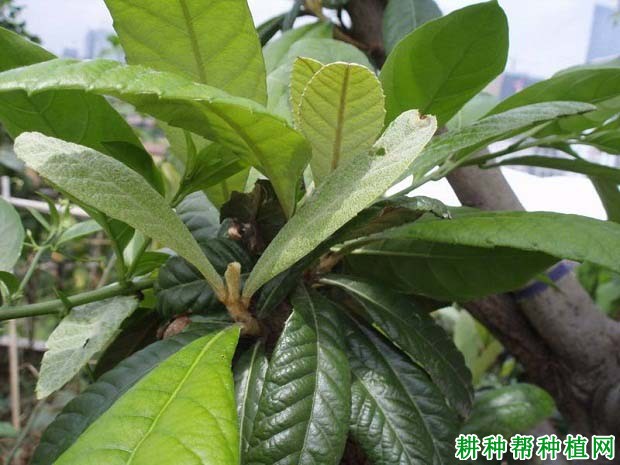 枇杷树生长需要哪些肥料元素? 枇杷树生长需要哪些肥料元素?