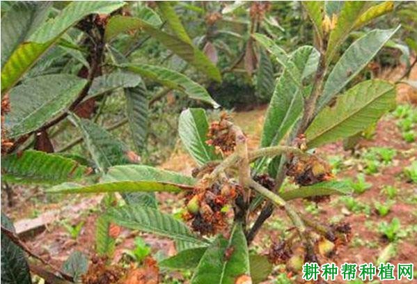 多少度的低温枇杷会冻死? 多少度的低温枇杷会冻死?
