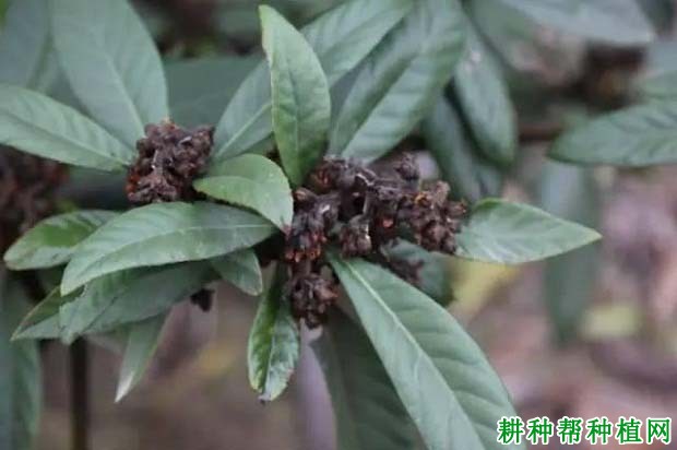 多少度的低温枇杷会冻死? 多少度的低温枇杷会冻死?