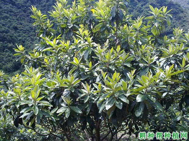 枇杷树结果枝组如何培养? 枇杷树结果枝组如何培养?