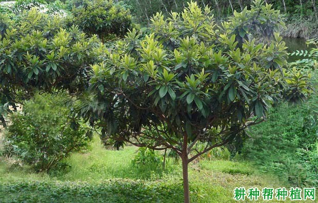 枇杷树结果枝组如何培养? 枇杷树结果枝组如何培养?