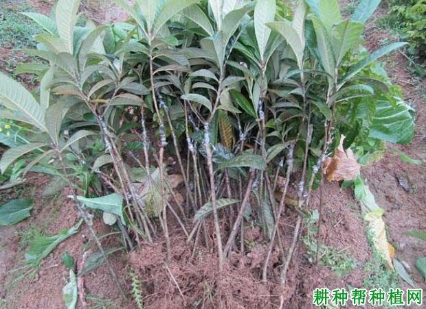 枇杷树苗如何移栽定植,怎样栽种枇杷苗? 枇杷树苗如何移栽定植,怎样栽种枇杷苗?