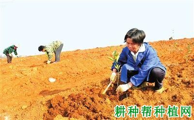 枇杷树苗如何移栽定植,怎样栽种枇杷苗? 枇杷树苗如何移栽定植,怎样栽种枇杷苗?