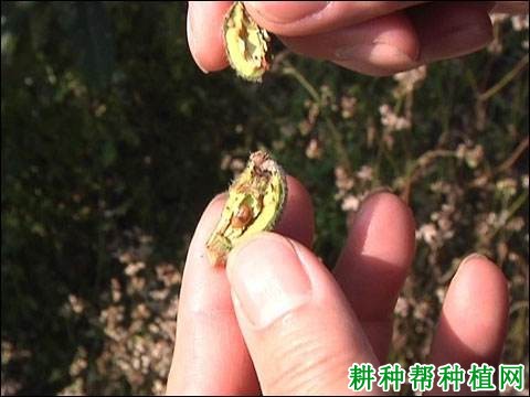 枇杷受冻害后有什么症状? 枇杷受冻害后有什么症状?