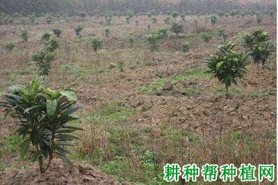 枇杷树苗如何移栽定植,怎样栽种枇杷苗? 枇杷树苗如何移栽定植,怎样栽种枇杷苗?
