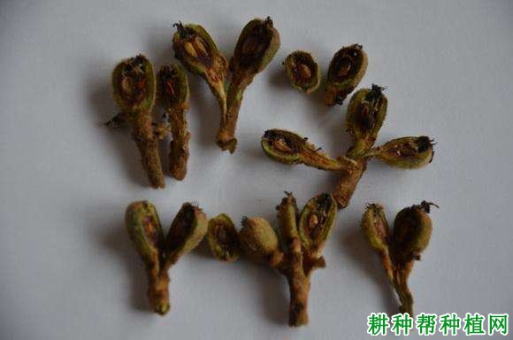 枇杷受冻害后有什么症状? 枇杷受冻害后有什么症状?