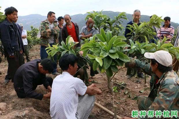 枇杷树什么时候修剪好? 枇杷树什么时候修剪好?