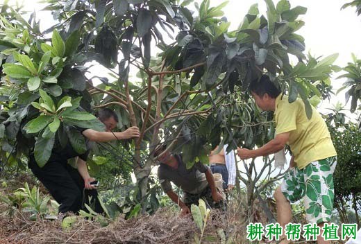 枇杷树什么时候修剪好? 枇杷树什么时候修剪好?