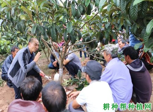 枇杷树什么时候修剪好? 枇杷树什么时候修剪好?