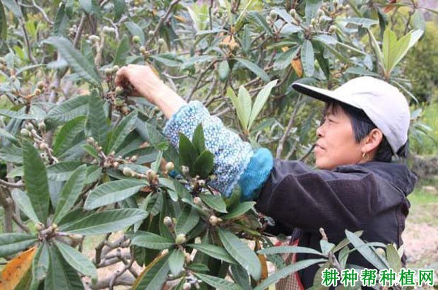 枇杷树为什么要疏果,枇杷怎么样疏果? 枇杷树为什么要疏果,枇杷怎么样疏果?