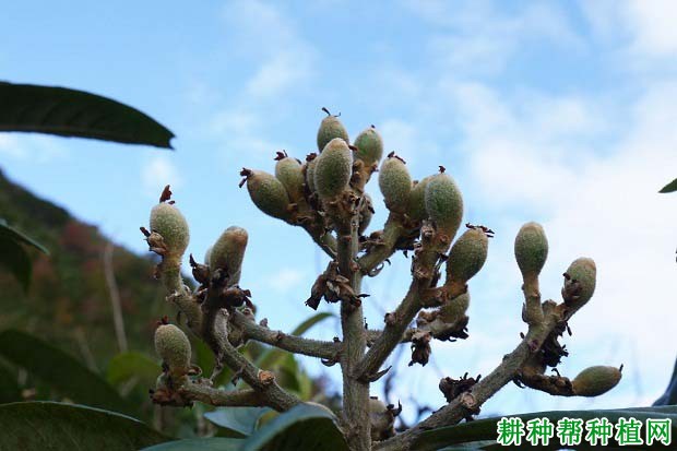 枇杷树为什么要疏果,枇杷怎么样疏果? 枇杷树为什么要疏果,枇杷怎么样疏果?