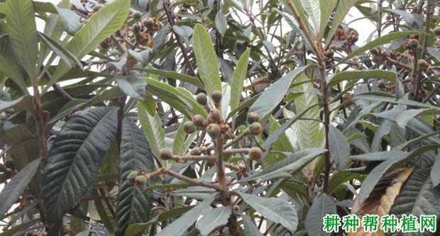 枇杷树为什么要疏果,枇杷怎么样疏果? 枇杷树为什么要疏果,枇杷怎么样疏果?