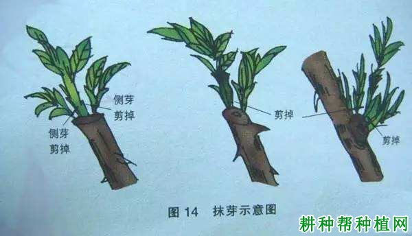 枇杷树常用的修剪方法有几种? 枇杷树常用的修剪方法有几种?
