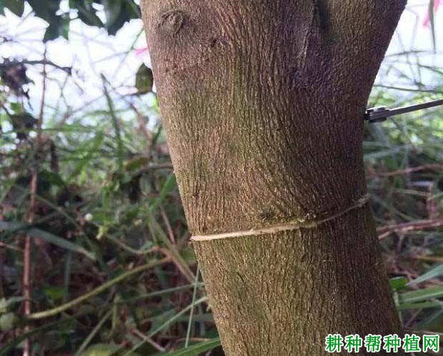 枇杷树常用的修剪方法有几种? 枇杷树常用的修剪方法有几种?