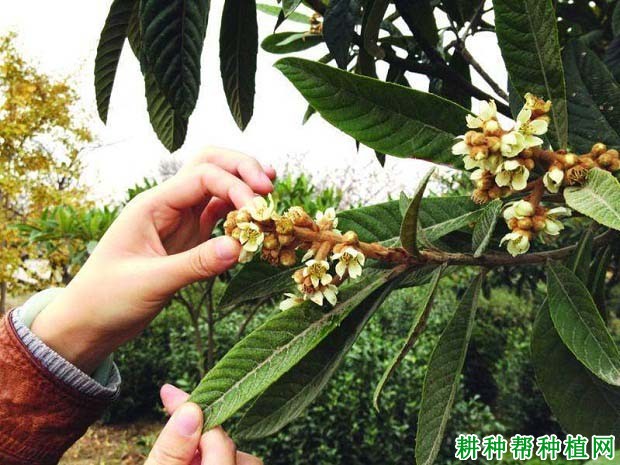 枇杷树为什么要疏花蕾,枇杷怎么样疏花蕾? 枇杷树为什么要疏花蕾,枇杷怎么样疏花蕾?