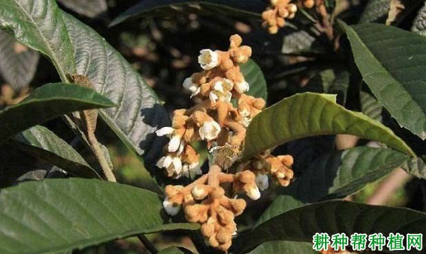 枇杷树为什么要疏花蕾,枇杷怎么样疏花蕾? 枇杷树为什么要疏花蕾,枇杷怎么样疏花蕾?