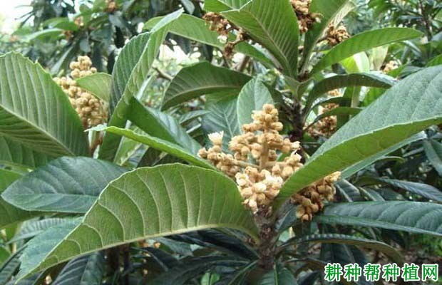 枇杷树为什么要疏花蕾,枇杷怎么样疏花蕾? 枇杷树为什么要疏花蕾,枇杷怎么样疏花蕾?
