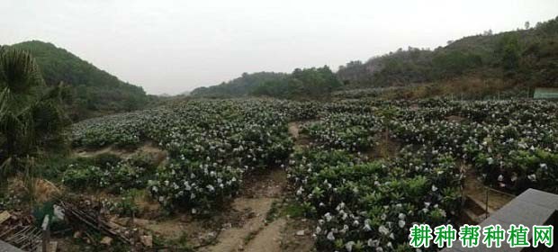 种植枇杷如何选地,种植枇杷前怎么处理土壤? 种植枇杷如何选地,种植枇杷前怎么处理土壤?