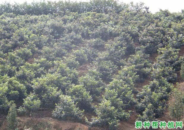 种植枇杷如何选地,种植枇杷前怎么处理土壤? 种植枇杷如何选地,种植枇杷前怎么处理土壤?