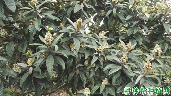 枇杷树为什么疏花穗,枇杷树怎么样疏花穗? 枇杷树为什么疏花穗,枇杷树怎么样疏花穗?