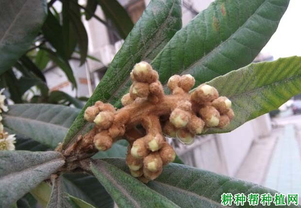 枇杷树为什么疏花穗,枇杷树怎么样疏花穗? 枇杷树为什么疏花穗,枇杷树怎么样疏花穗?