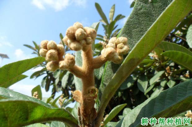 枇杷树为什么疏花穗,枇杷树怎么样疏花穗? 枇杷树为什么疏花穗,枇杷树怎么样疏花穗?